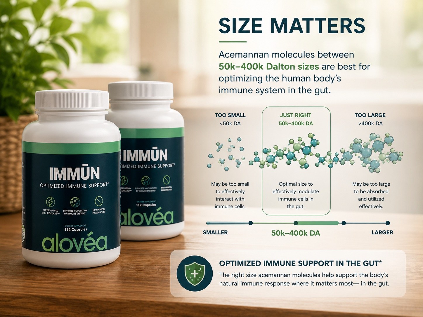 Educational infographic showing TreoCare acemannan molecules at three molecular weight ranges: Too Small under 50k daltons, Just Right between 50k-400k daltons, and Too Large above 400k daltons. Only the middle range optimally modulates immune cells in the gut.